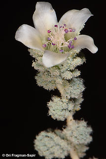 Reaumuria hirtella S Sinai, Wadi Shag-Tiniya Egypt,Geotagged,Reaumuria hirtella,Spring