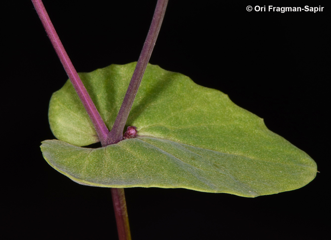 Senecio flavus S Sinai, Wadi Shag-Tiniya Egypt,Geotagged,Senecio flavus,Spring