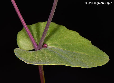 Senecio flavus S Sinai, Wadi Shag-Tiniya Egypt,Geotagged,Senecio flavus,Spring