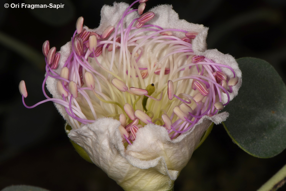 Capparis aegyptia S Sinai, Wadi Shag-Tiniya Capparis aegyptia,Egypt,Egyptian Caper,Geotagged,Spring