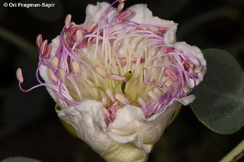 Capparis aegyptia S Sinai, Wadi Shag-Tiniya Capparis aegyptia,Egypt,Egyptian Caper,Geotagged,Spring