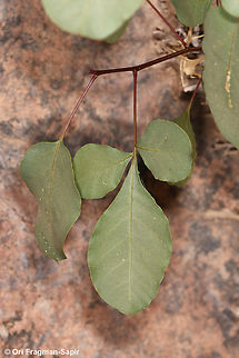 Pistacia khinjuk S Sinai Highlands, Shag Tiniya Egypt,Geotagged,Pistacia khinjuk,Spring