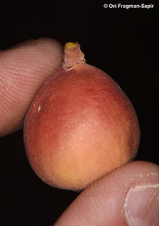 Ficus palmata S Sinai Highlands, Shag Tiniya Egypt,Ficus palmata,Geotagged,Punjab Fig,Spring