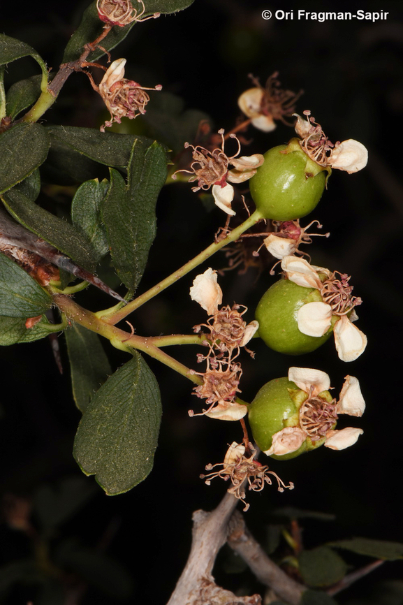 Crataegus sinaica S Sinai Highlands, Shag Tiniya Crataegus &times; sinaica,Egypt,Geotagged,Spring