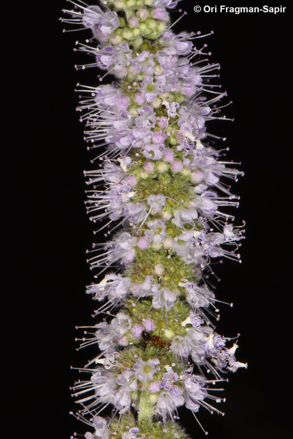 Mentha longifolia var. schimperi S Sinai Highlands, Shag Tiniya Egypt,Geotagged,Mentha longifolia,Spring