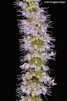 Mentha longifolia var. schimperi S Sinai Highlands, Shag Tiniya Egypt,Geotagged,Mentha longifolia,Spring