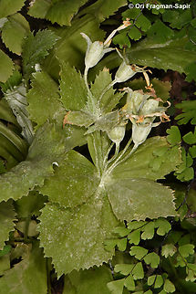 Primula boveana S Sinai Highlands, Shag Tiniya Egypt,Geotagged,Primula boveana,Spring