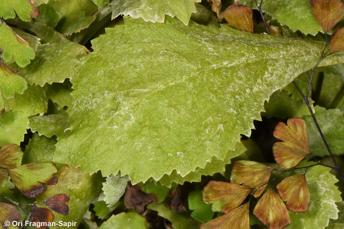 Primula boveana S Sinai Highlands, Shag Tiniya Egypt,Geotagged,Primula boveana,Spring