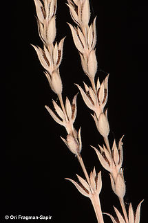 Crucianella ciliata S Sinai, Wadi Shag-Tiniya Crucianella ciliata,Egypt,Geotagged,Spring