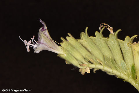Hyoscyamus boveanus S Sinai Highlands, Naqeb Um Sila Egypt,Geotagged,Hyoscyamus boveanus,Spring