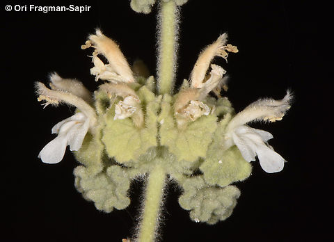 Ballota undulata S Sinai Highlands, Naqeb Um Sila Ballota undulata,Egypt,Geotagged,Horehound,Spring