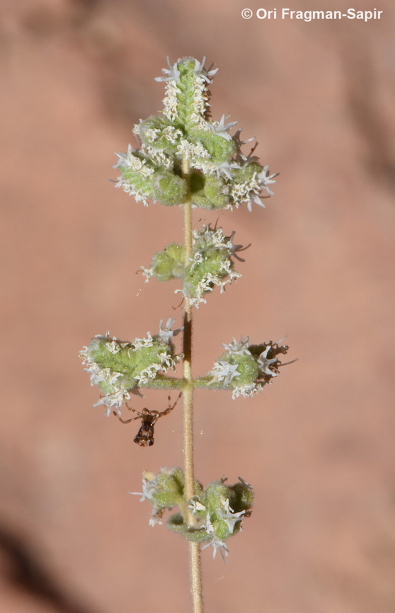 Origanum syriacum var. sinaicum S Sinai Highlands, Naqeb Um Sila Egypt,Geotagged,Origanum syriacum,Spring