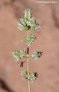 Origanum syriacum var. sinaicum S Sinai Highlands, Naqeb Um Sila Egypt,Geotagged,Origanum syriacum,Spring