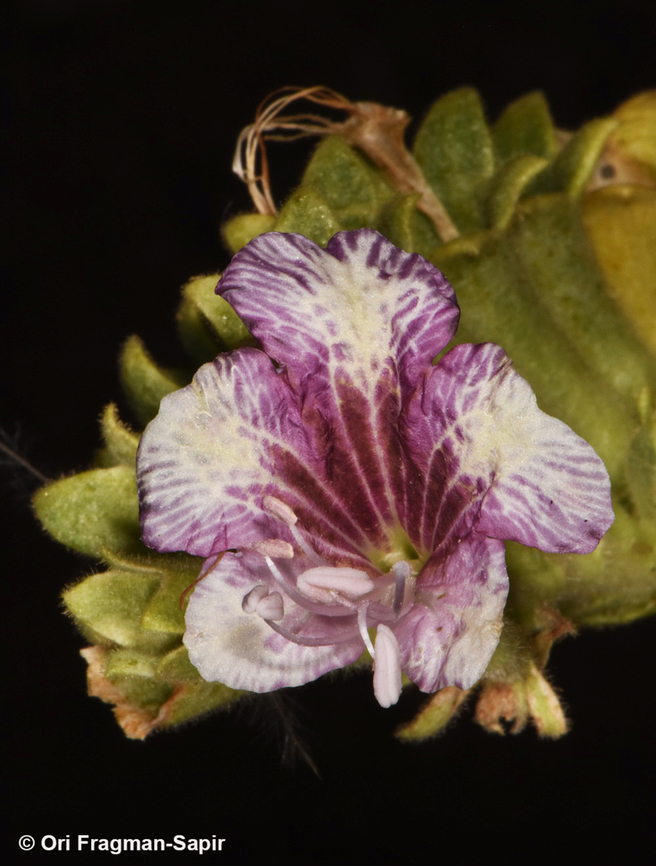 Hyoscyamus boveanus S Sinai Highlands, Naqeb Um Sila Egypt,Geotagged,Hyoscyamus boveanus,Spring