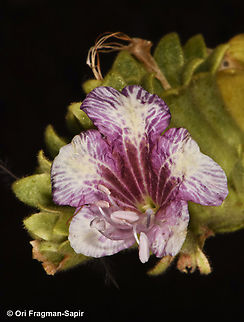 Hyoscyamus boveanus S Sinai Highlands, Naqeb Um Sila Egypt,Geotagged,Hyoscyamus boveanus,Spring