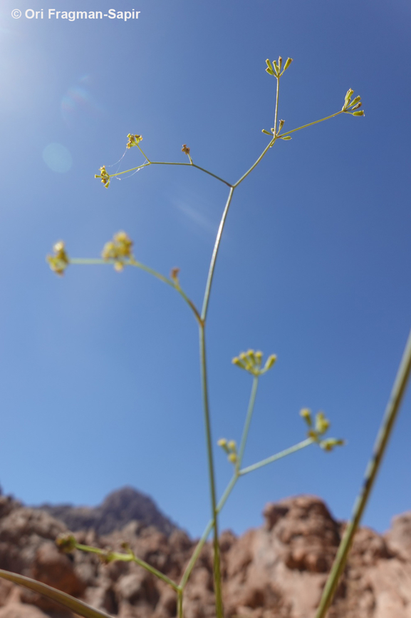 Bupleurum exaltatum S Sinai Highlands, S of Wadi Ahmar Bupleurum exaltatum,Bupleurum falcatum,Egypt,Geotagged,Sickle-leaved Hare's-Ear,Spring