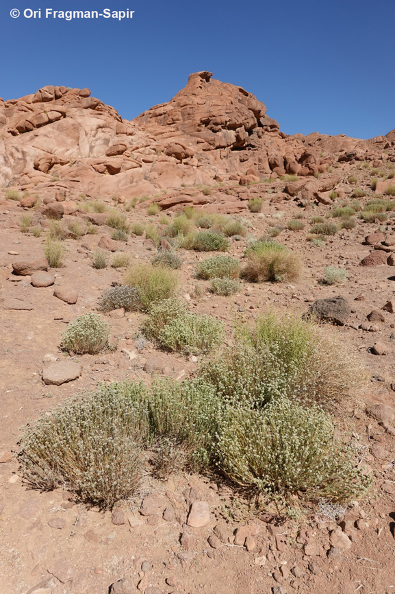 Thymus decussatus S Sinai Highlands, Wadi Tinya Egypt,Geotagged,Spring,Thymus decussatus