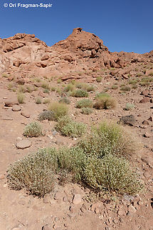 Thymus decussatus S Sinai Highlands, Wadi Tinya Egypt,Geotagged,Spring,Thymus decussatus