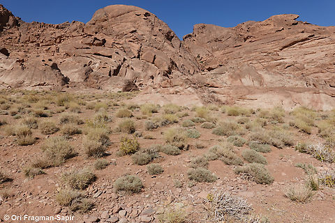 Thymus decussatus S Sinai Highlands, S of Wadi Ahmar Egypt,Geotagged,Spring,Thymus decussatus