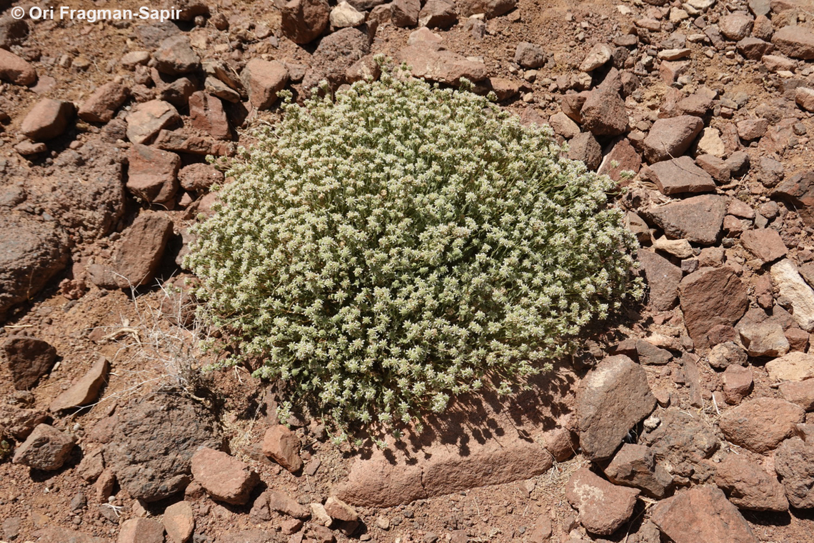 Teucrium decaisnei S Sinai Highlands, Wadi Tinya Egypt,Geotagged,Spring,Teucrium decaisnei