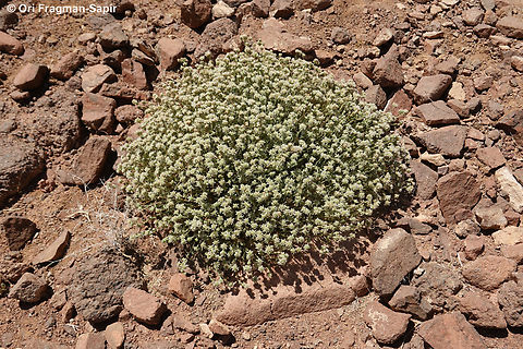 Teucrium decaisnei S Sinai Highlands, Wadi Tinya Egypt,Geotagged,Spring,Teucrium decaisnei