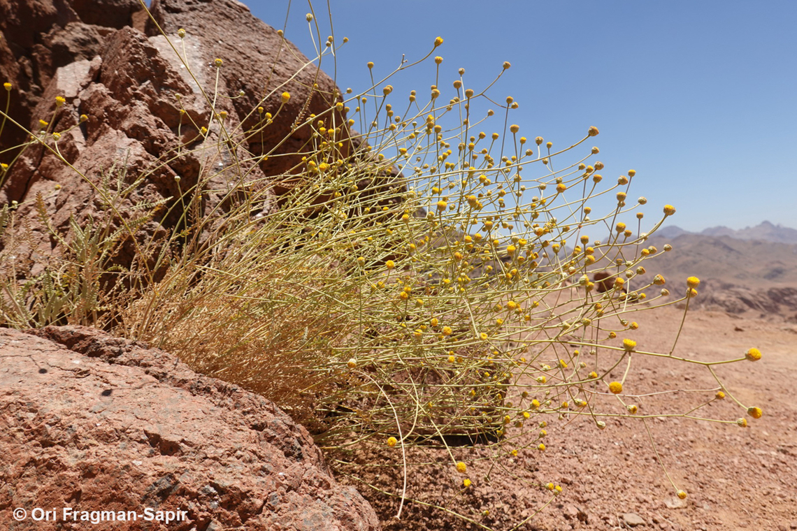 Tanacetum sinaica S Sinai Highlands, Mt Abbas Basha Egypt,Geotagged,Spring,Tanacetum sinaica