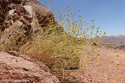Tanacetum sinaica S Sinai Highlands, Mt Abbas Basha Egypt,Geotagged,Spring,Tanacetum sinaica
