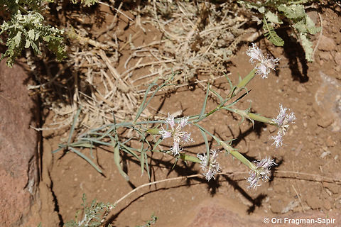 Dianthus libanotis S Sinai Highlands, Jebel Cathrina, 2400 m. Dianthus libanotis,Egypt,Geotagged,Mount Libanus Pink,Spring