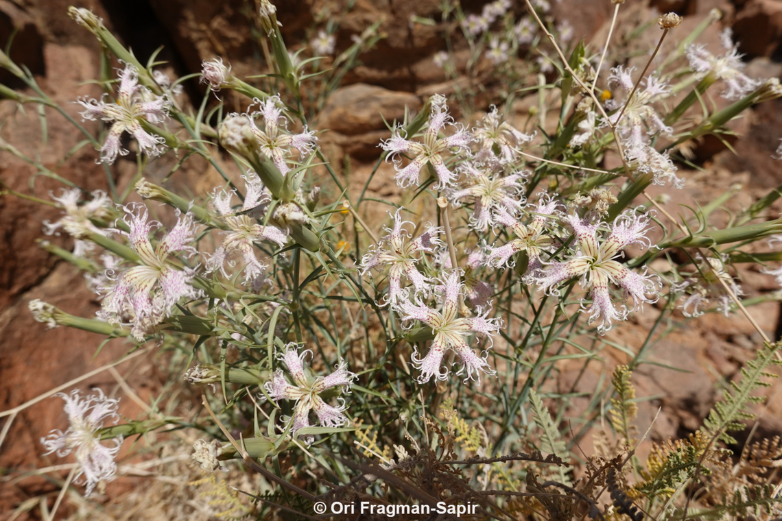 Dianthus libanotis S Sinai Highlands, Jebel Cathrina, 2400 m. Dianthus libanotis,Egypt,Geotagged,Mount Libanus Pink,Spring