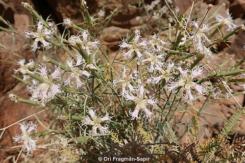 Dianthus libanotis S Sinai Highlands, Jebel Cathrina, 2400 m. Dianthus libanotis,Egypt,Geotagged,Mount Libanus Pink,Spring
