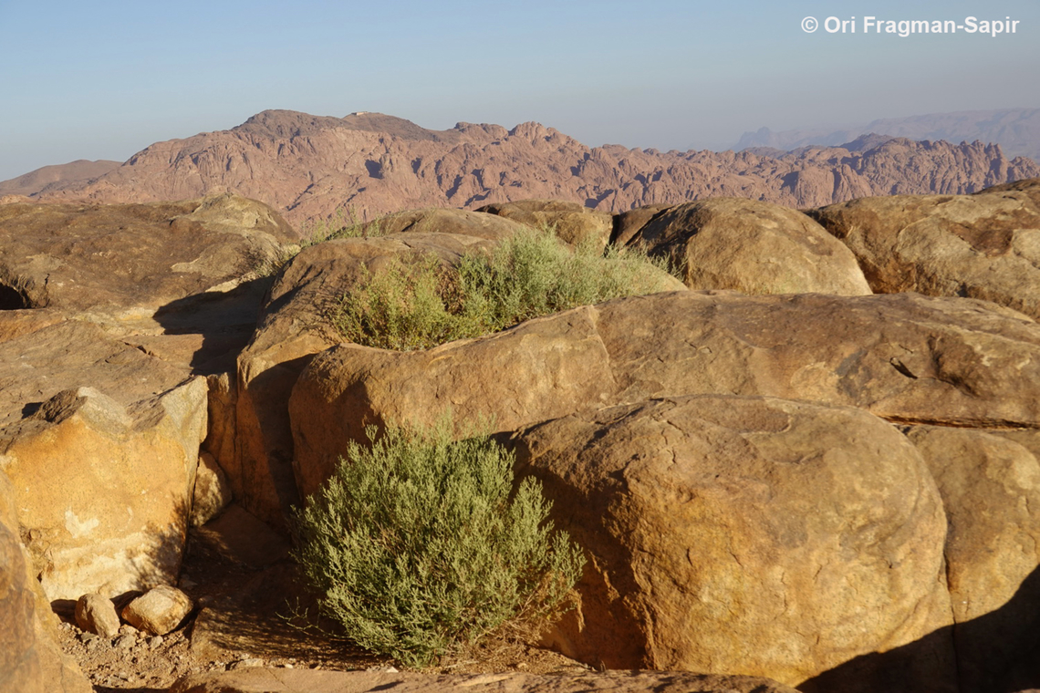 Artemisia sieberi S Sinai, Jebel Musa Artemisia sieberi,Egypt,Geotagged,Spring