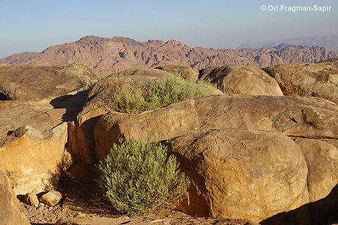 Artemisia sieberi S Sinai, Jebel Musa Artemisia sieberi,Egypt,Geotagged,Spring