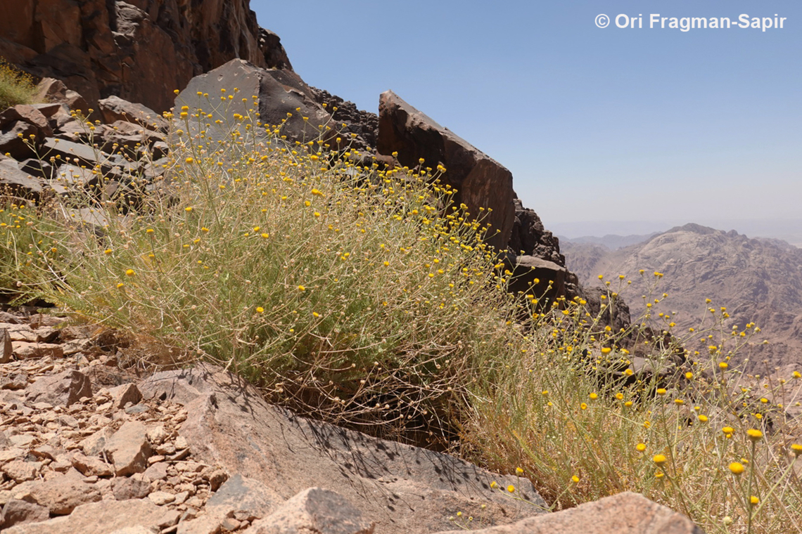 Tanacetum sinaica S Sinai Highlands, Jebel Cathrina, 2600 m. Egypt,Geotagged,Spring,Tanacetum sinaica