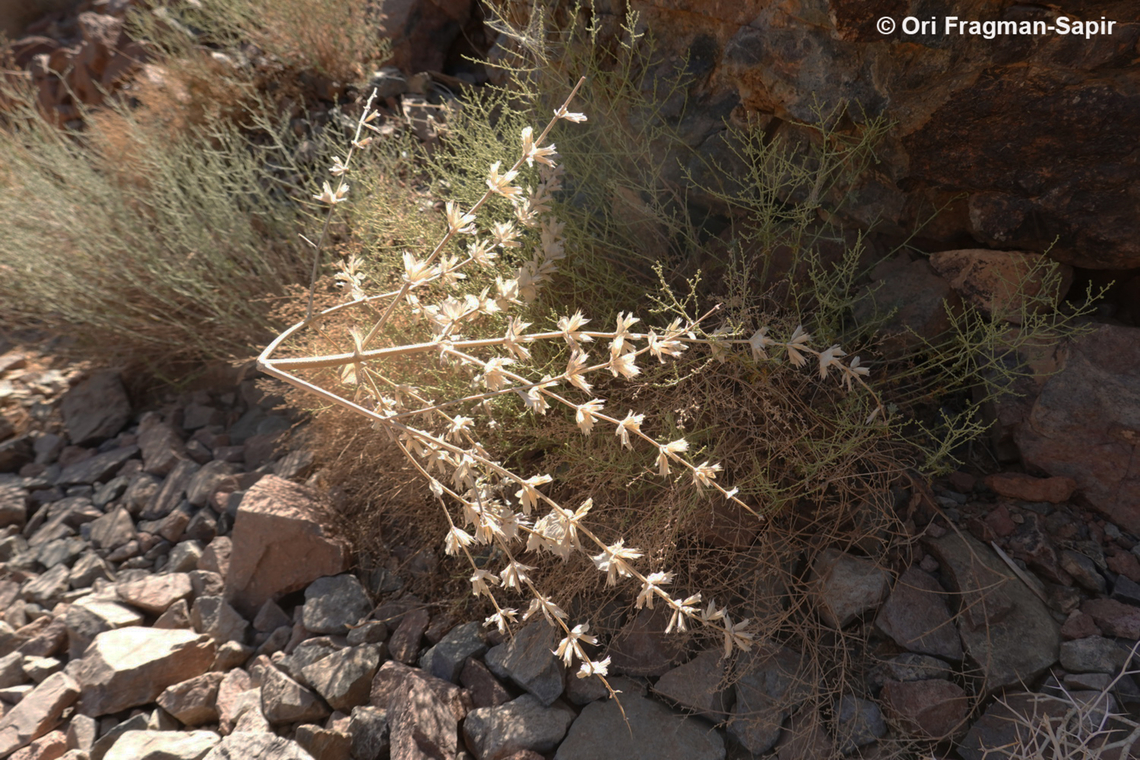 Salvia sclarea S Sinai Highlands, Wadi Shag Musa Egypt,Geotagged,Salvia sclarea,Spring