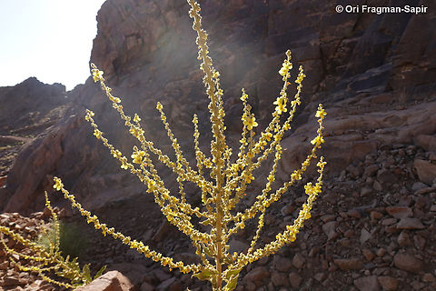 Verbascum sinaiticum S Sinai, Jebel Musa, 2100m. Egypt,Geotagged,Spring,Verbascum sinaiticum