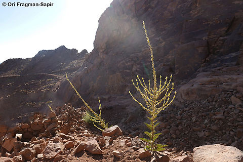 Verbascum sinaiticum S Sinai, Jebel Musa, 2100m. Egypt,Geotagged,Spring,Verbascum sinaiticum