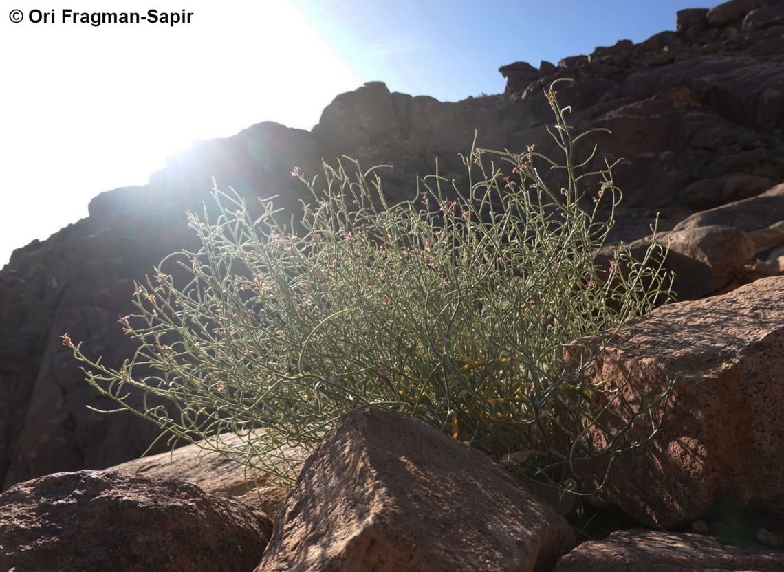 Matthiola arabica S Sinai, Jebel Musa Egypt,Geotagged,Matthiola arabica,Spring