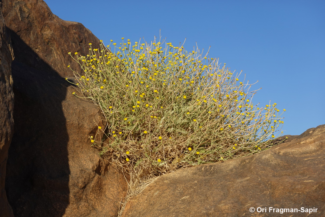 Tanacetum sinaica S Sinai, Jebel Musa Egypt,Geotagged,Spring,Tanacetum sinaica