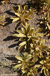 Verbascum sinaiticum S Sinai, J. Safsafa Egypt,Geotagged,Spring,Verbascum sinaiticum