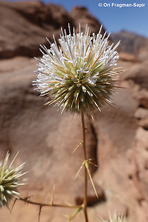 Echinops glaberrimus S Sinai, J. Safsafa Echinops glaberrimus,Egypt,Geotagged,Spring