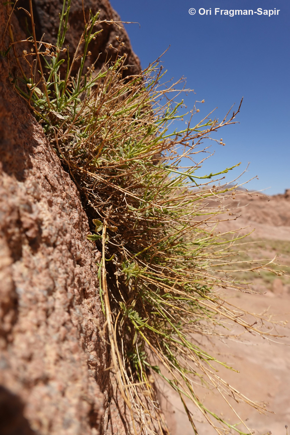 Verbascum decaisneanum S Sinai, J. Safsafa Egypt,Geotagged,Spring,Verbascum decaisneanum