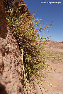 Verbascum decaisneanum S Sinai, J. Safsafa Egypt,Geotagged,Spring,Verbascum decaisneanum