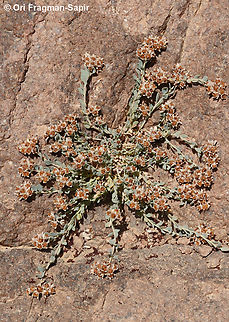 Telephium sphaerospermum S Sinai, J. Safsafa Egypt,Geotagged,Spring,Telephium sphaerospermum