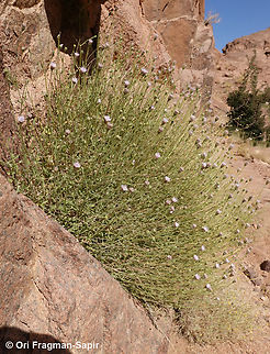 Pterocephalus sanctus S Sinai, J. Safsafa Egypt,Geotagged,Pterocephalus sanctus,Spring