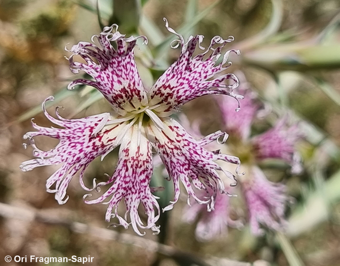 Dianthus libanotis S Sinai Highlands, Jebel Cathrina, 2400 m. Dianthus libanotis,Egypt,Geotagged,Mount Libanus Pink,Spring