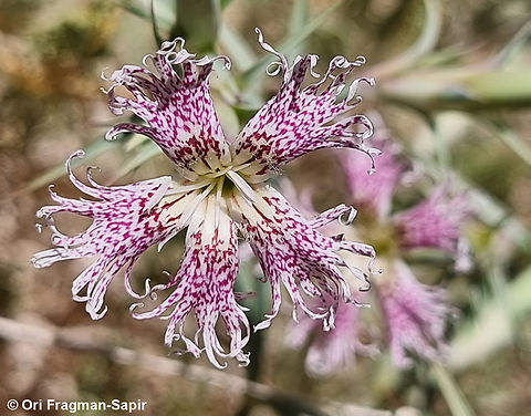 Dianthus libanotis S Sinai Highlands, Jebel Cathrina, 2400 m. Dianthus libanotis,Egypt,Geotagged,Mount Libanus Pink,Spring