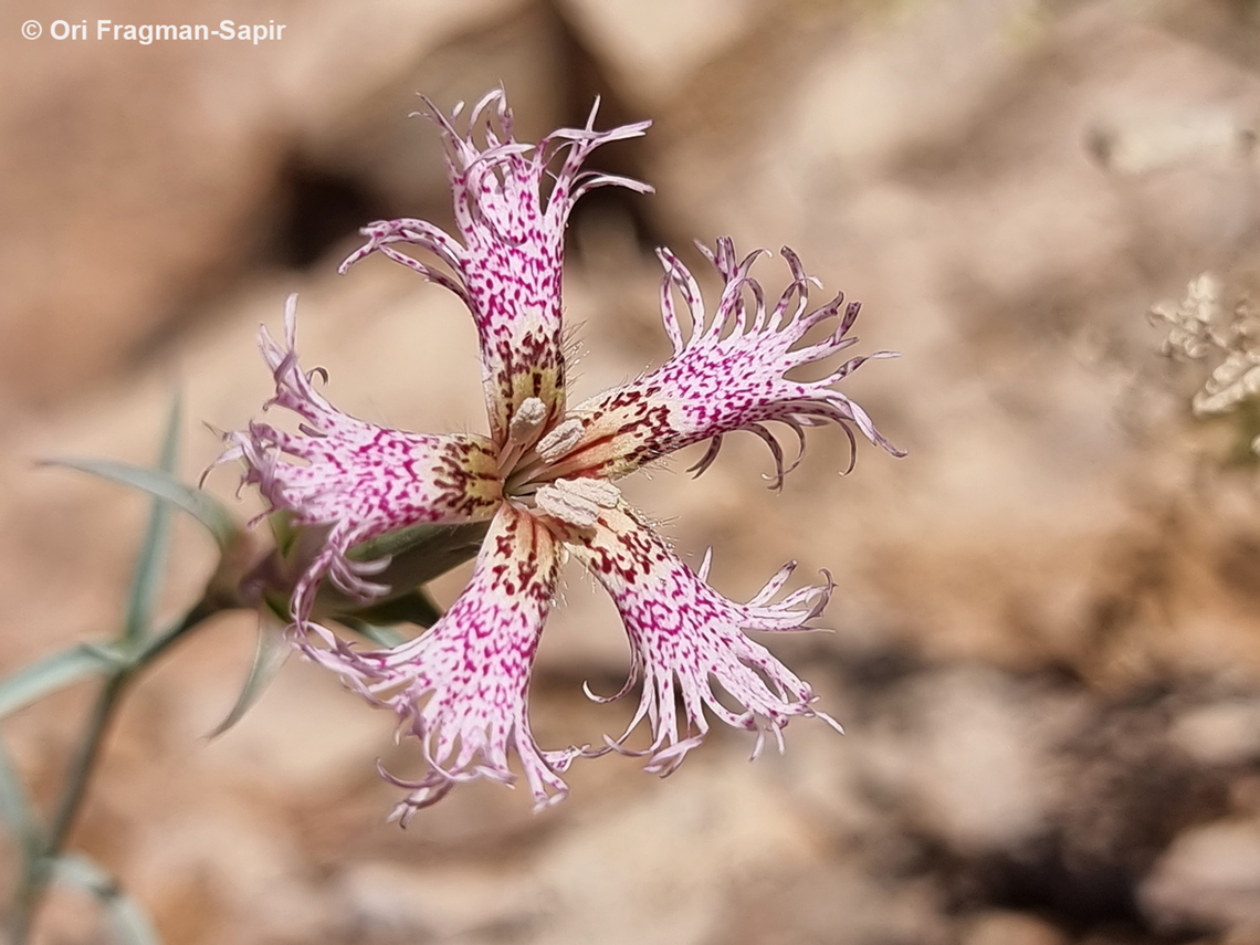 Dianthus libanotis S Sinai Highlands, Jebel Cathrina, 2400 m. Dianthus libanotis,Egypt,Geotagged,Mount Libanus Pink,Spring