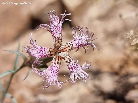 Dianthus libanotis S Sinai Highlands, Jebel Cathrina, 2400 m. Dianthus libanotis,Egypt,Geotagged,Mount Libanus Pink,Spring