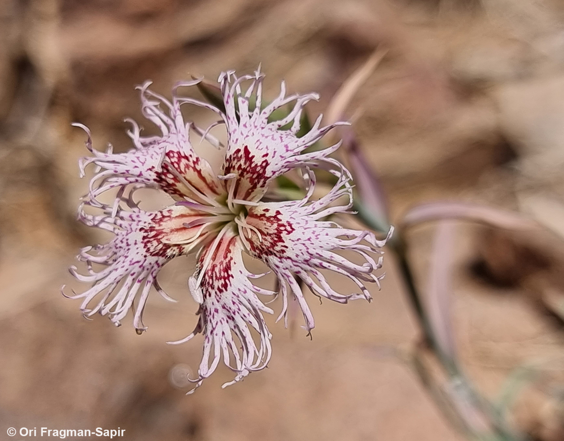 Dianthus libanotis S Sinai Highlands, Jebel Cathrina, 2400 m. Dianthus libanotis,Egypt,Geotagged,Mount Libanus Pink,Spring