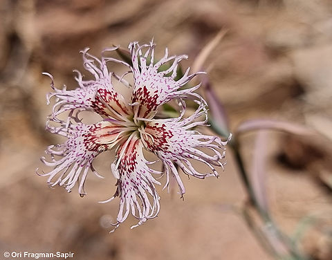 Dianthus libanotis S Sinai Highlands, Jebel Cathrina, 2400 m. Dianthus libanotis,Egypt,Geotagged,Mount Libanus Pink,Spring